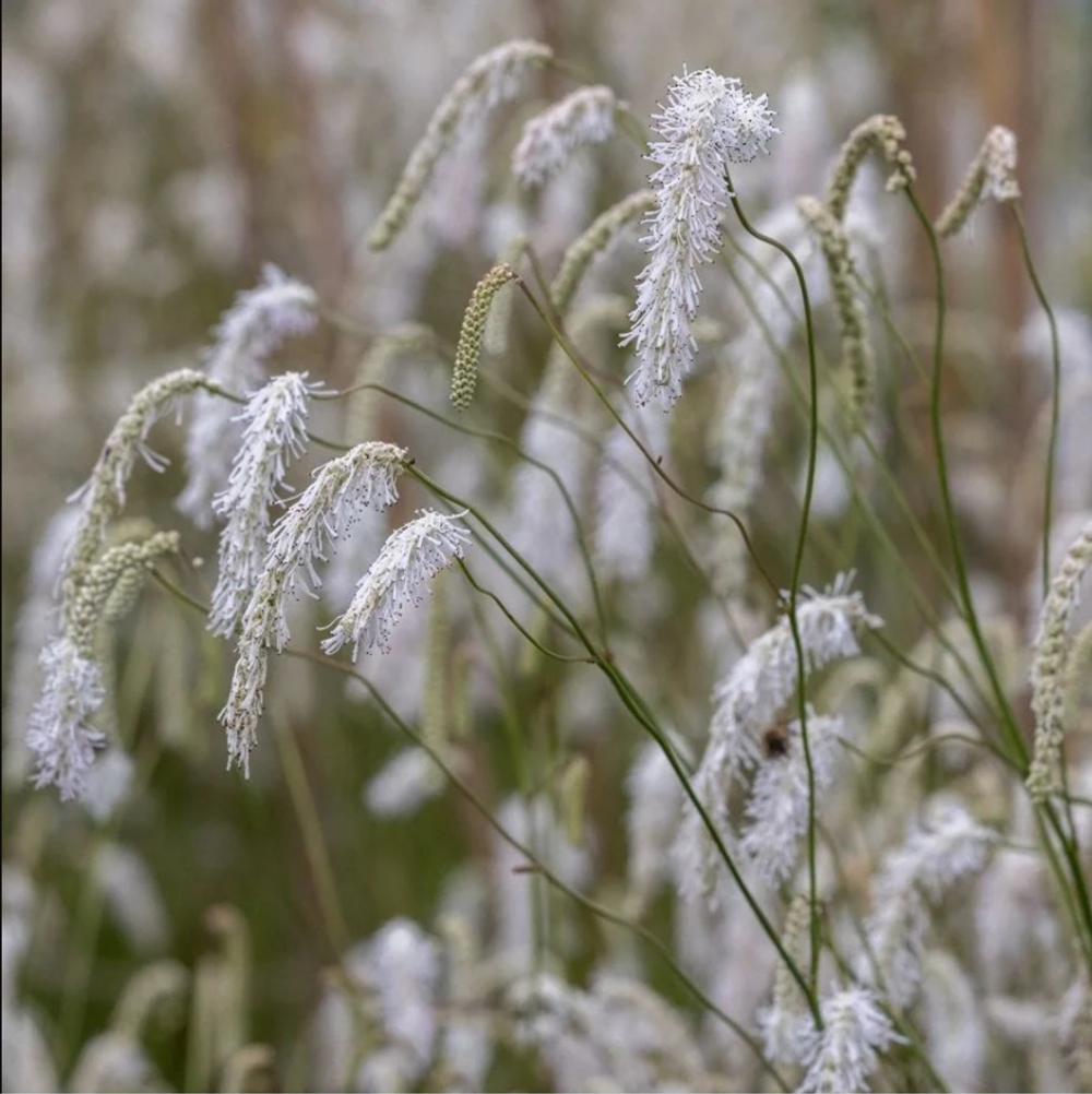 Кровохлебка тонколистная "Alba". Sanguisorba tenuifolia "Alba".