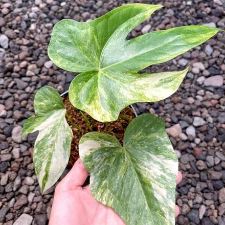 Антуриум PEDATUM VAR