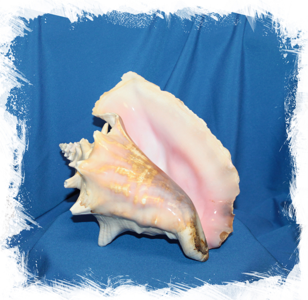 Ракушка Стромбуса Гигаса