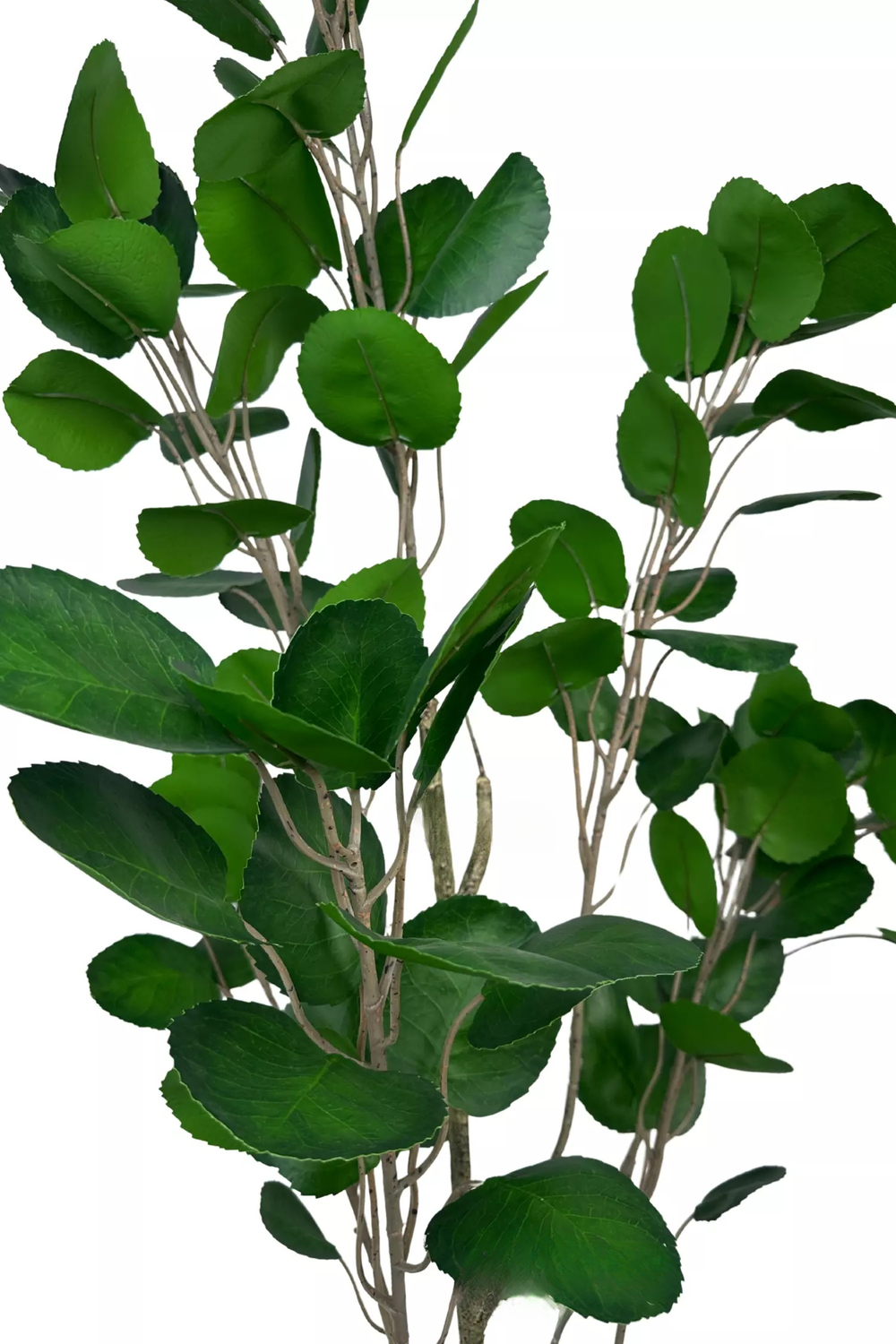 Аралия Фабиан 180см