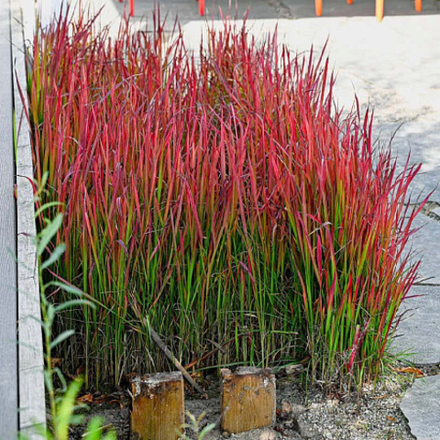 Императа цилиндрическая Ред Барон С2