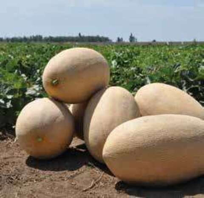 Раймонд F1 семена дыни (Hazera / Хазера)