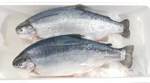 Форель охл.ПСГ 2,0-3,0 (МУРМАНСКАЯ)