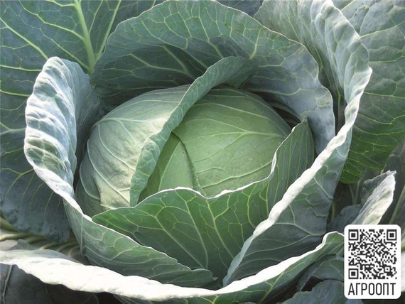 Экскалибур F1 семена капусты белокочанной (Bejo  Бейо) продукт – фото 2