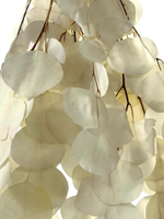 Эвкалипт стабилизированный популус белый