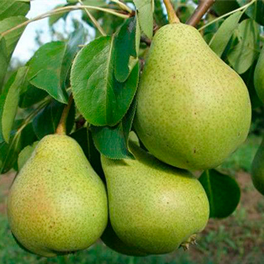 Груша Осенняя Яковлева С5 Закупка М69 июнь 2026