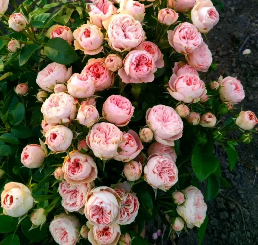 Роза Лавли Рококо С4 Закупка М16 июнь 2026