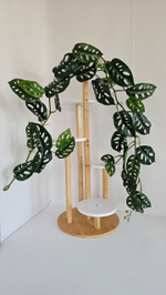 Лиана монстеры / Арт 4064