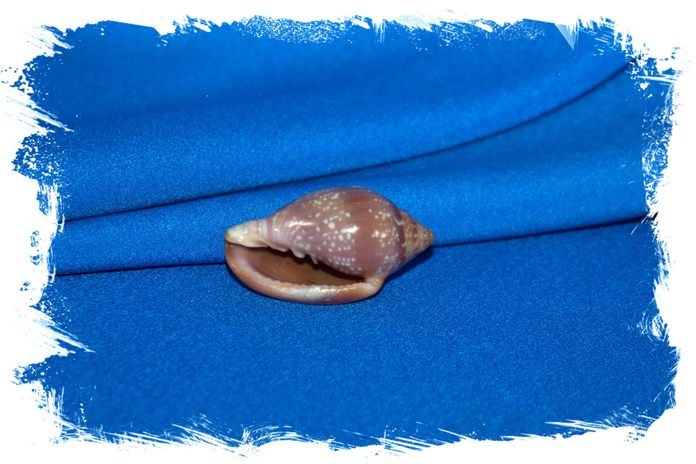 Волюта глабелла