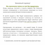 Актинидия аргута Таёжный изумруд