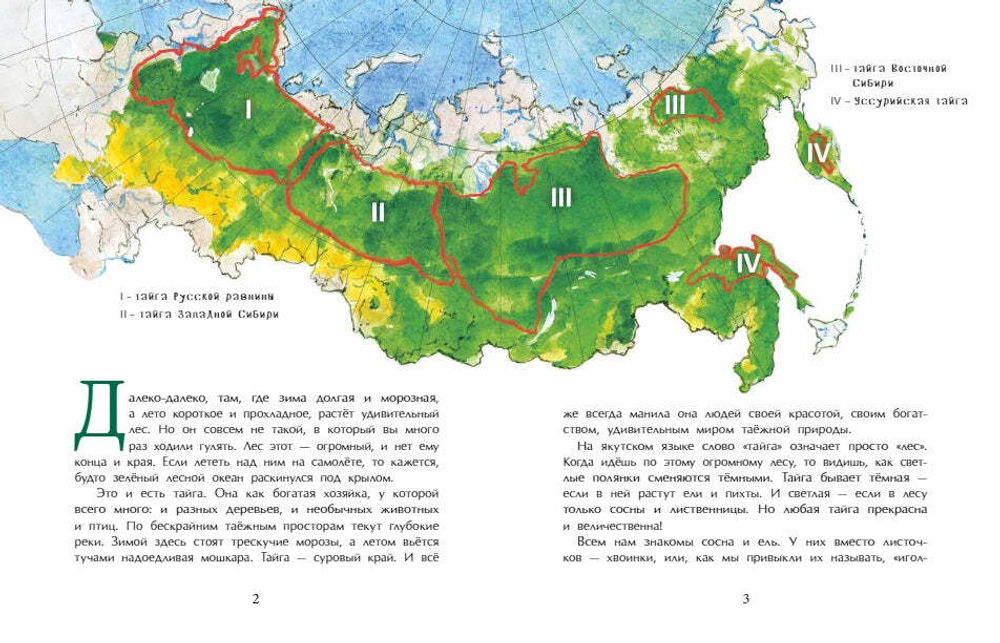 Тайга. Удивительный лес