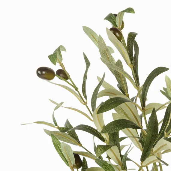 Оливковое дерево высота 172 см