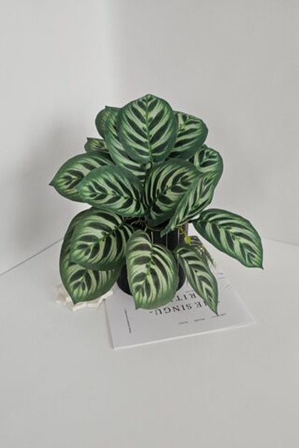 Калатея свисающая / Арт 6373