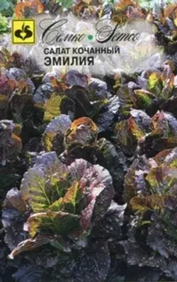 Салат красный семена