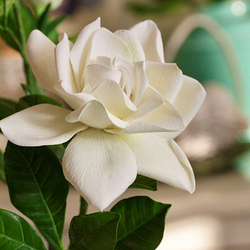 Молд вайнер силиконовый для лепки цветов "Лепесток Гардении"