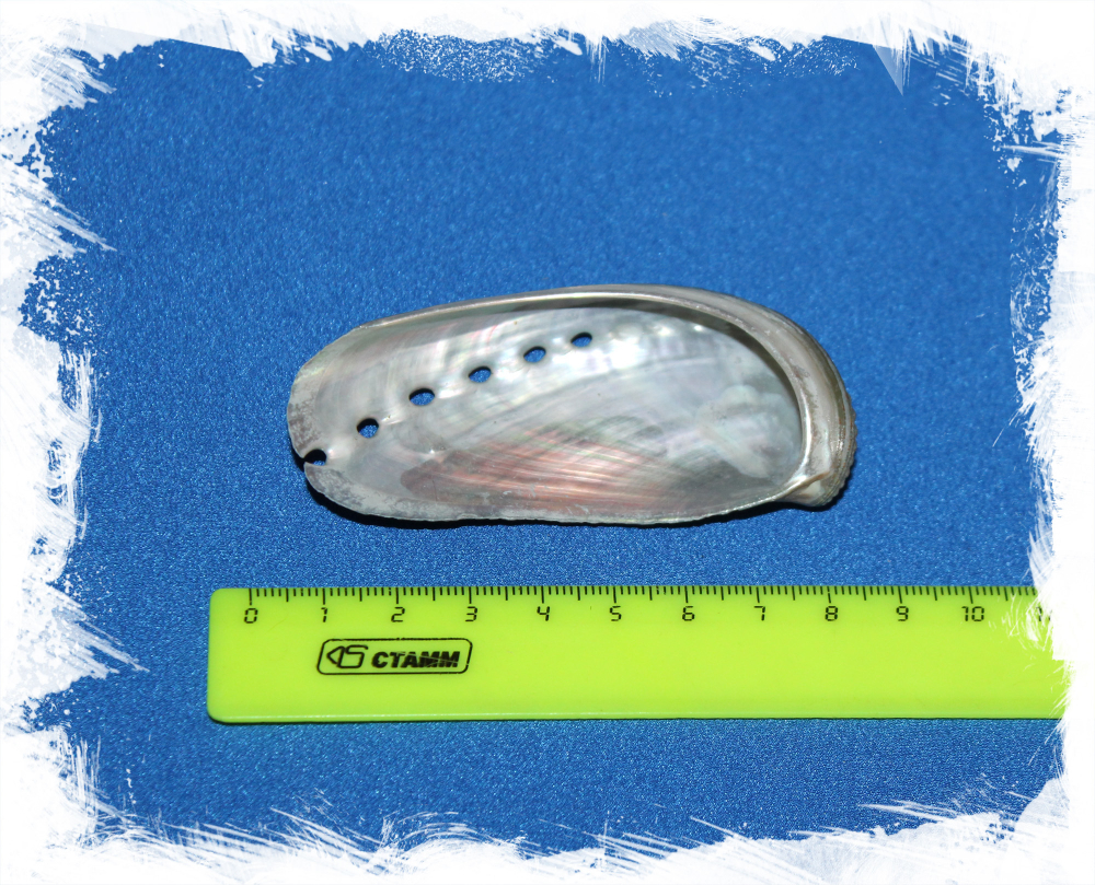 Галиотис Асинина, 7-9см, 1шт