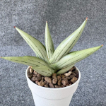 Сансевиерия ICEMAN