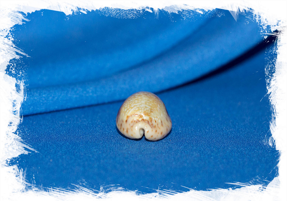 Ципрея небритес, Naria nebrites