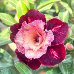 Адениум обесум ANGEL WING