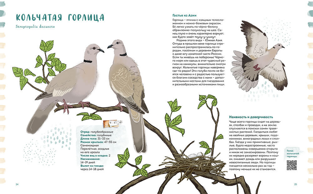 Птицы в деревне