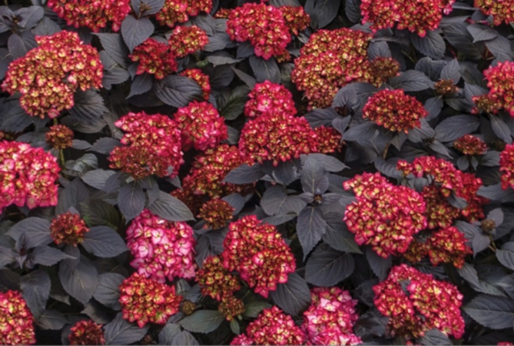 Eclipse First Editions/ Эклипс Фирст Эдишн