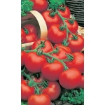 Семена Томат Сибирский Скороспелый (Марс) Б/П