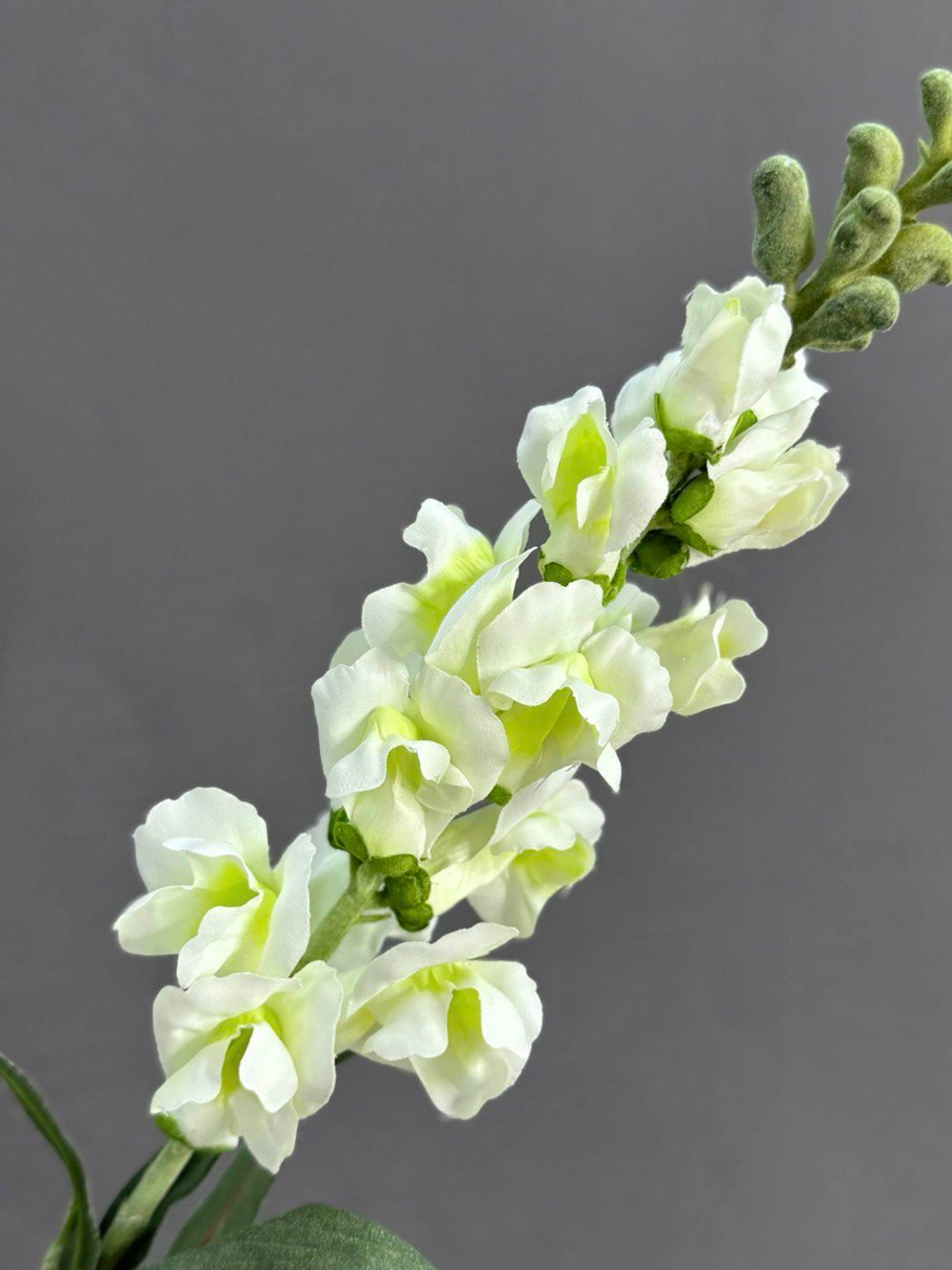 Антирринум белый (h60 см)