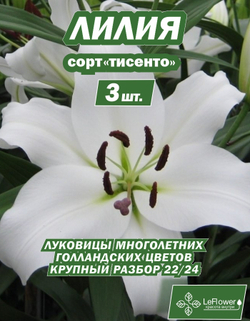 Лилия Луковица, Тисенто, 3 шт