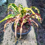 Кротон NAMTOK PHLIO