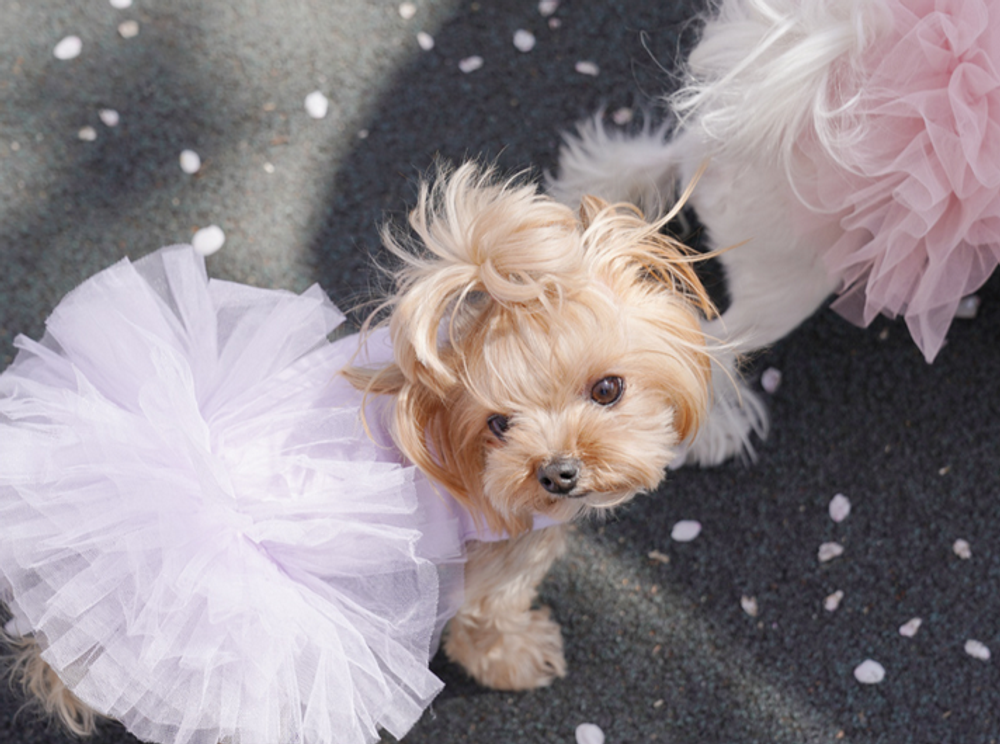 157 PA-DR Платье-пачка "Puppy Angel - TUTU Dress"