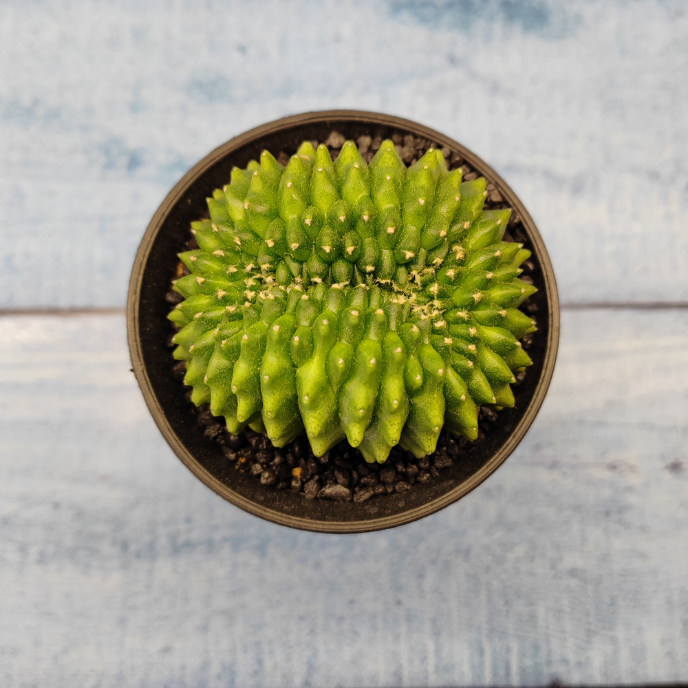 Gymnocalycium Spineless Crested form (Гимнокалициум Кристатный)