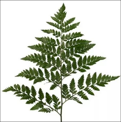 Папоротник (20 шт)