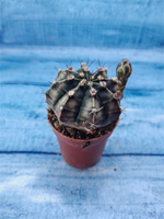 Gymnocalycium Friedrichii (Гимнокалициум)