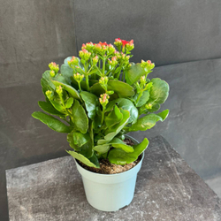 Каланхоэ Блоссфельда (Kalanchoe blossfeldiana) красное