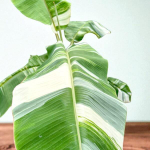 Банан вариегатный NAM WAH PAK CHONG