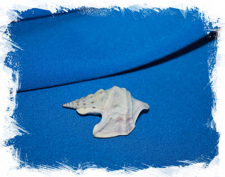 Ракушка Пеликанья нога (Aporrhais pespelecani)