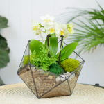 Готовый флорариум с орхидеей Лайм Икос S