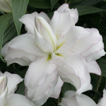 Лилия Lotus Beauty (Лотосовый гибрид)