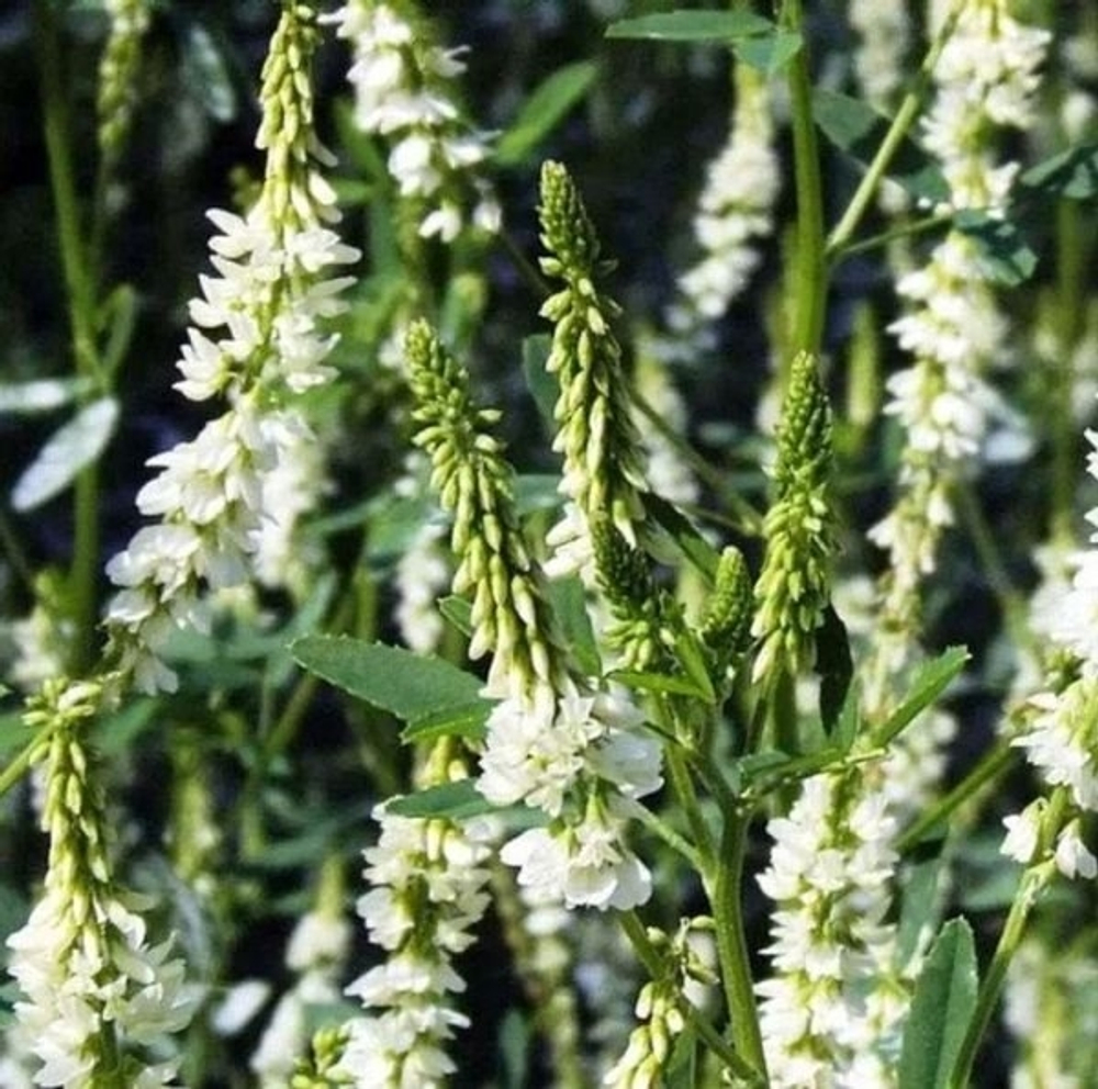 Донник Травяной сбор 60г