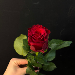 Роза кенийская красная 40 см / 1 шт