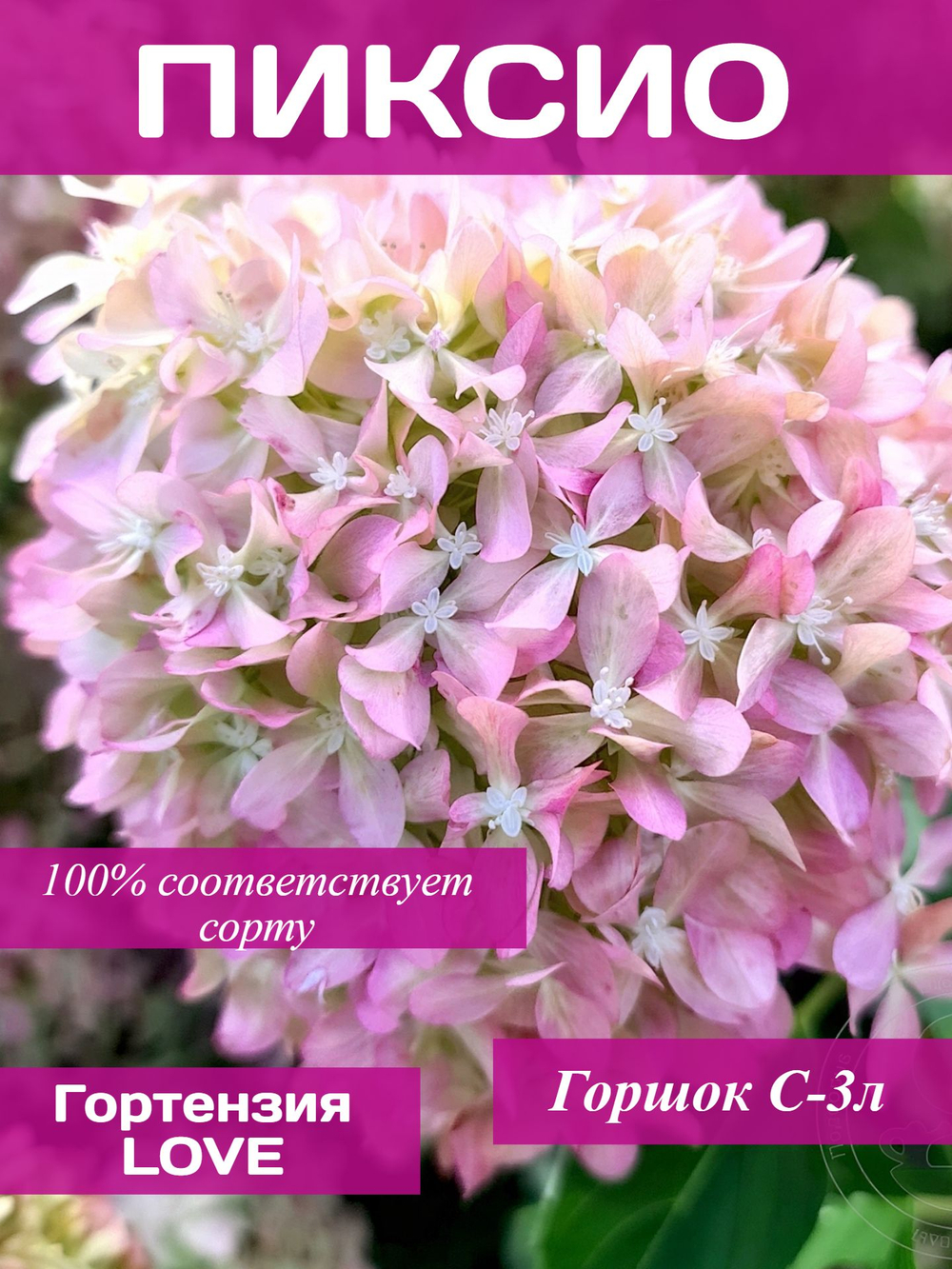 Пиксио гортензия метельчатая