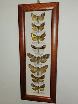 Бабочки Совки в рамке