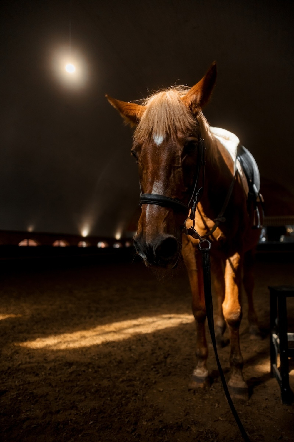 Horse Party