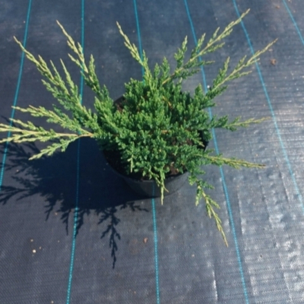 Можжевельник чешуйчатый Блю Карпет С12 50-60