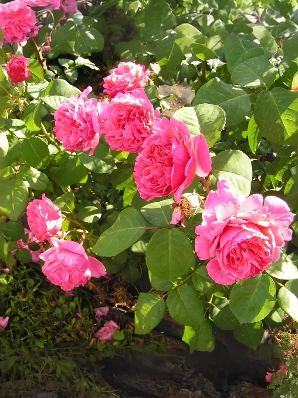 Роза чайно-гибридная Лин Рено