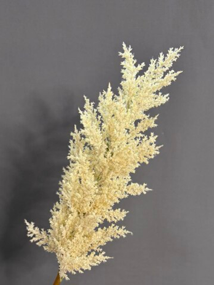 Астильба белая (h90 см)