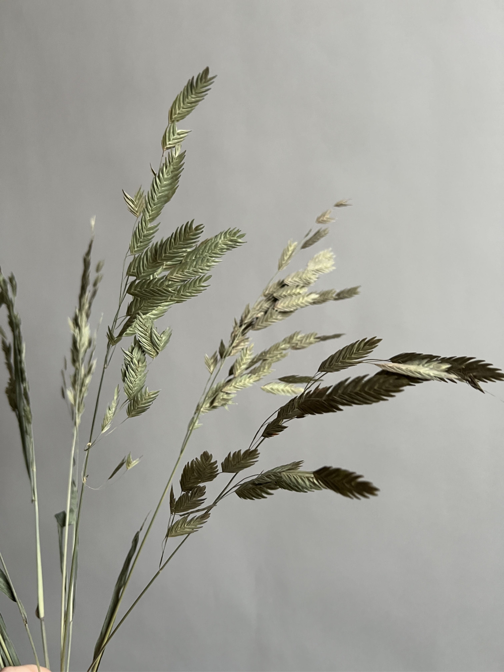 Хасмантиум натуральный