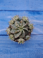 Euphorbia meloformis f. Variegated (Эуфорбия вариегатная)
