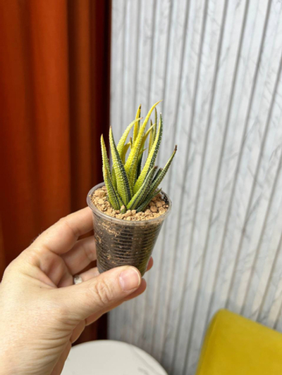 Хавортия Аттенуата Радула Вар., D5см Н12см, 1шт, Urban Jungle (2962)