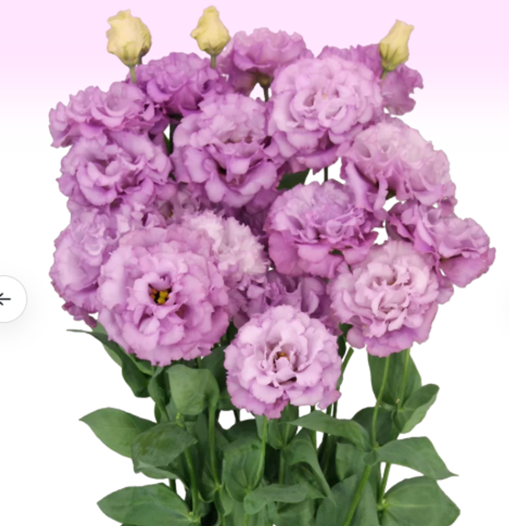 Эустома Селеб Грейп Celeb Grape сеянец начало февраля